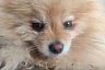 Саратовские ветеринары помогли хромому шпицу Тедди