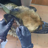 Саратовские ветеринары спасли овчарку Альфу с воспалением уха